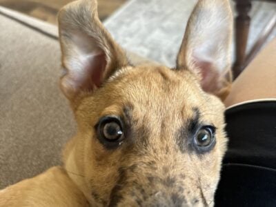 Needs rehoming!