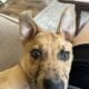 Needs rehoming!