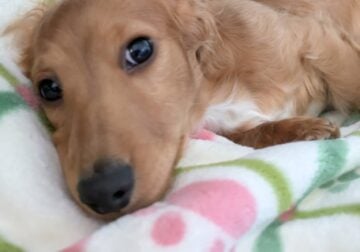 Mini Dachshund puppy