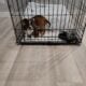 2 male/female Corgy Bull Terrier Puppies