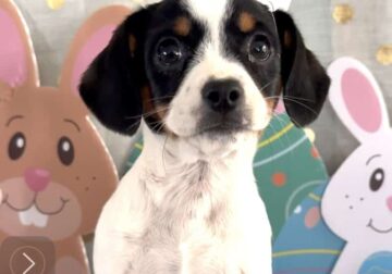 Mini long ears hybrid small puppy