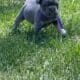 AKC French Bulldog Lilac & Tans & Merles