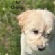 Great Pyrenees/Golden retriever puppies