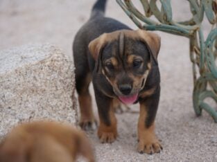 American Bandogge Puppies