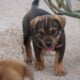 American Bandogge Puppies