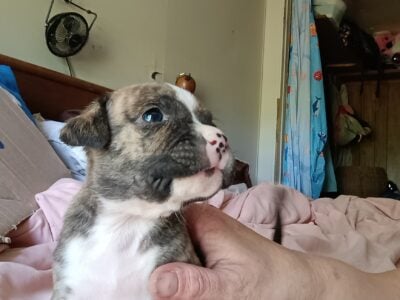 Boxer/Pitbull puppies for sale