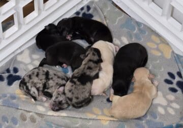 Chimo Puppies