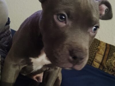 Two blue pit bull puppies