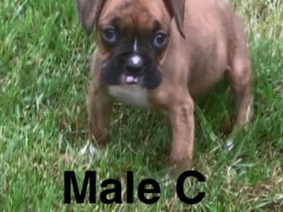 AKC Male Brindle Boxer Puppy C