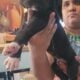 Great dane euro line puppies