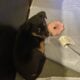 Litter of 8 Australian Shepard/ red heelers