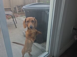 7 months old dachshund needs new home