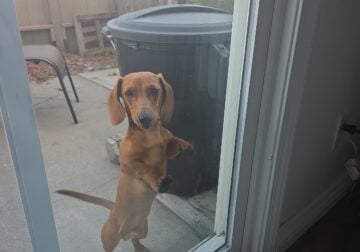 7 months old dachshund needs new home