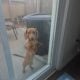 7 months old dachshund needs new home