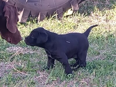 Lab/german shorthair pups