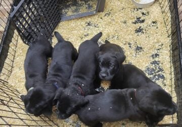 CANE COSO “LABRADOR CORSO”