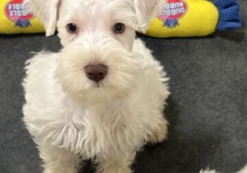 Wrangler Mini Schnauzer