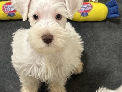 Wrangler Mini Schnauzer