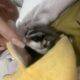 Sugar gliders
