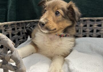 Shetland Sheepdog puppies