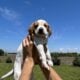 Brittany Spaniel Puppies