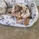 English Bulldog Lilac Tri Merle