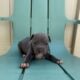 Healthy & Loving Pitbull Puppies!