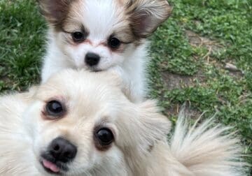 papillon puppy – Peach