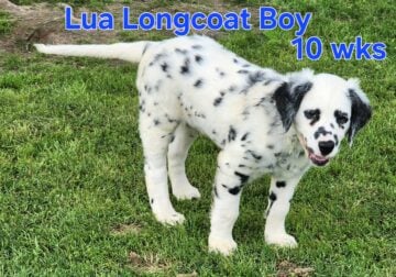 Longcoat Lua Boy Dalmatian