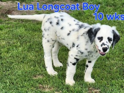 Longcoat Lua Boy Dalmatian