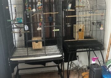 2 beautiful lovebirds