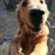 Spin – playful dog, looking for a new home.