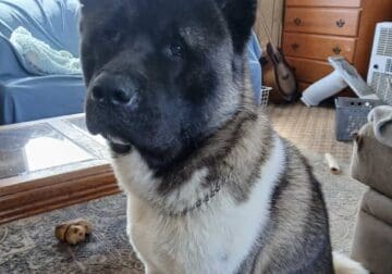 Male akita