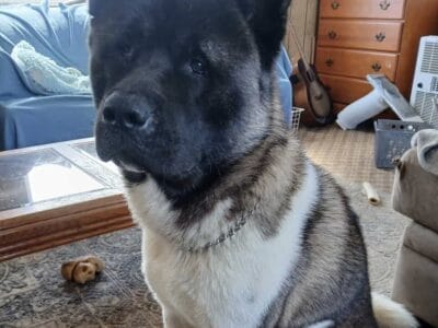 Male akita