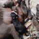 American Staffordshire bull terrier puppies availa