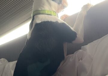 Boston Terrier 2 yrs old