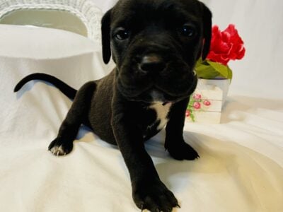 Cane Corso/ Bullmastiff Male Puppy- Purple