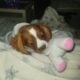 Cavalier king charles spaniel