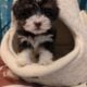 Havanese Puppies
