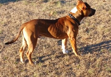 Ba-Jee Male American Staffordshire ilable for stud