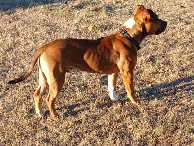 Ba-Jee Male American Staffordshire ilable for stud