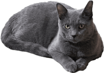 Sweet Male Rescue Cat