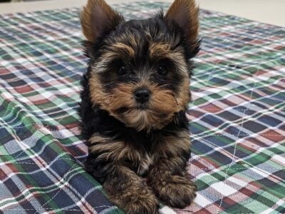 Yorkie boys