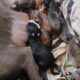 American Staffordshire bull terrier puppies availa