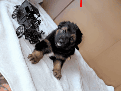 German / Australian shepherd