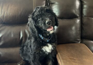 Bernedoodle male