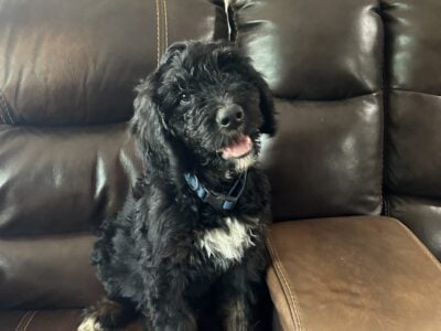 Bernedoodle male