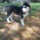 Siberian Husky (Male Puppy)