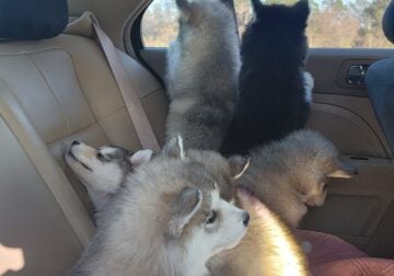 Puppies comming soon (Siberian husky/Alaskan )