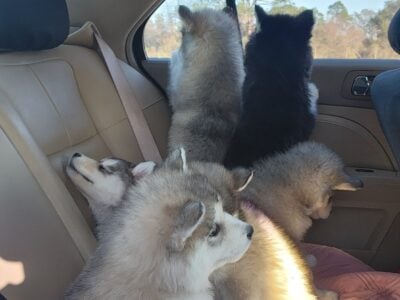 Puppies comming soon (Siberian husky/Alaskan )